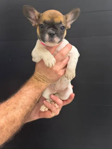 Bulldog francês