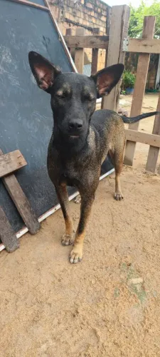 Doação de animais 