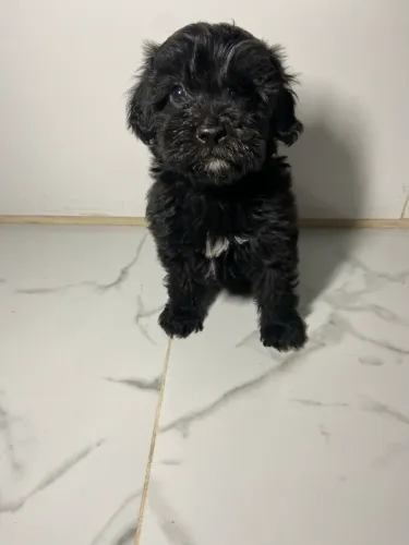 Cachorro 