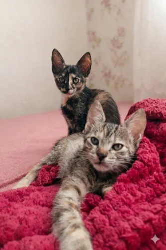 Doação de gatos 