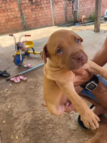 Filhote Pitbul