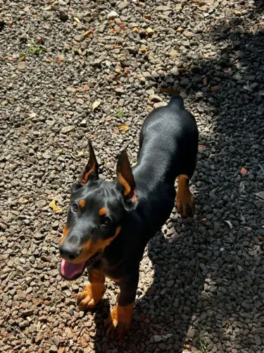 Dobermann femeas