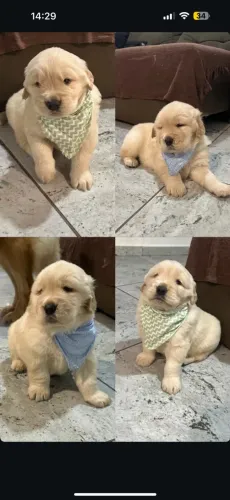 Golden Retriever 