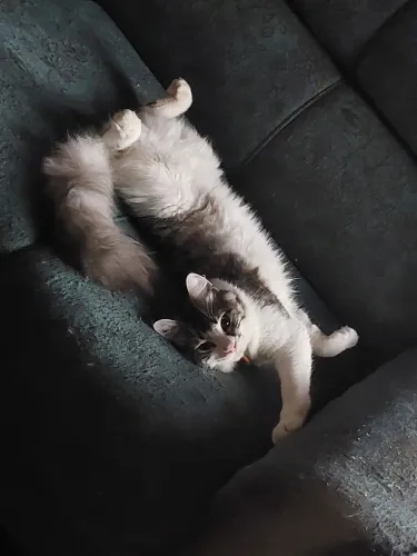 Doação de gato macho