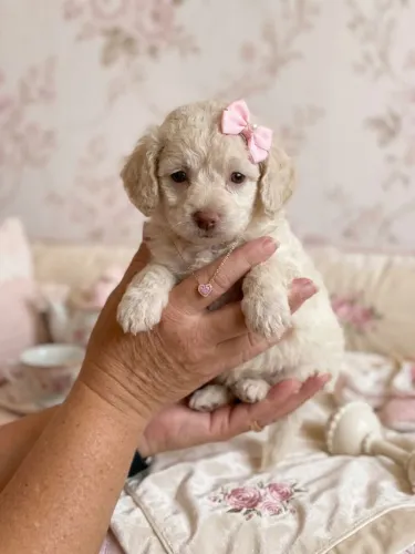 Poodle linda mocinhas chama que da negocio