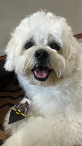 Lhasa Apso- procura de uma namorada