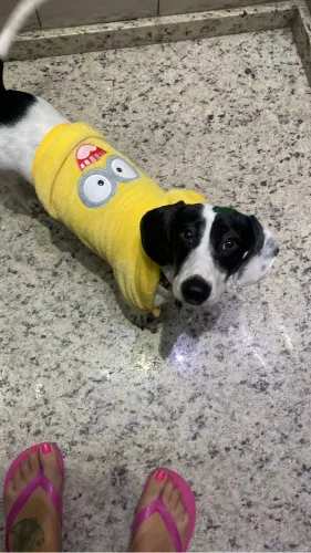 Procuro fêmea salsicha pra cruzar