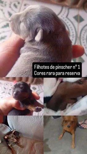 Filhote Pinscher N 1