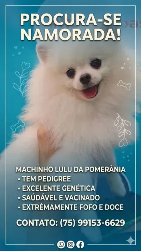 Cruzar  macho lulu pomerania 
