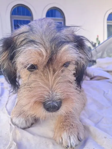 Para adoção, cachorro macho, porte pequeno, 6 meses de Apucarana