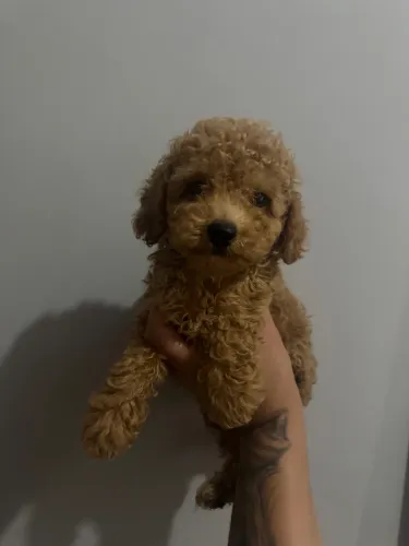 Poodle Toy Champanhe Filhotes 