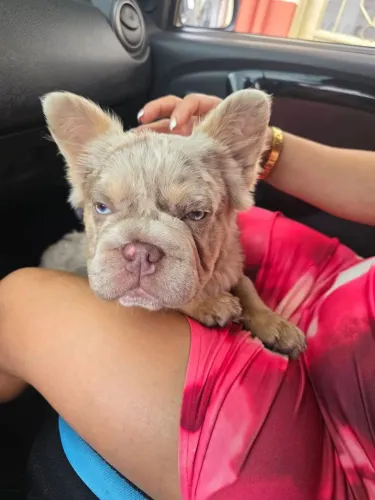  BULLDOG FRANCÊS COBERTURA 