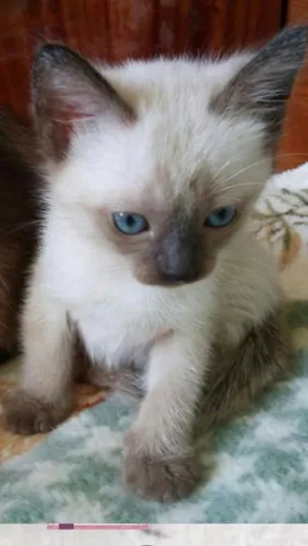 Gato siamês