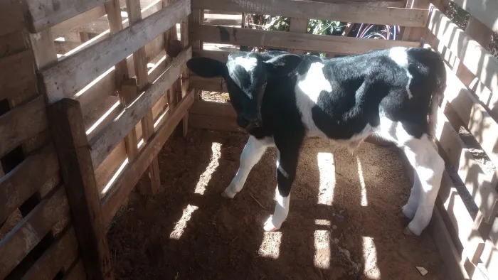 Bezerro está na mamadeira