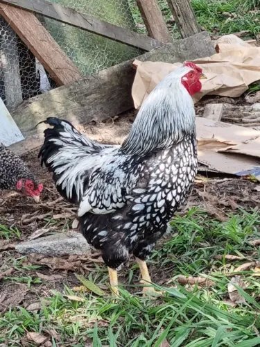 Galinha ornamental wyandotte pratav laceado