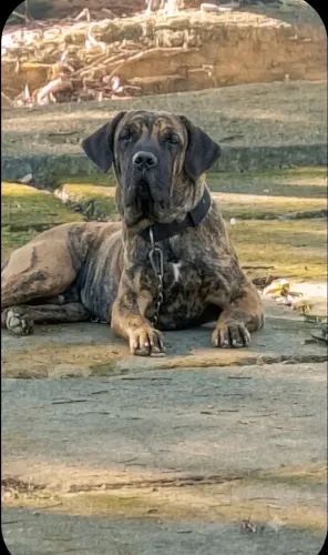 MONTA DE FILA BRASILEIRO OFB: