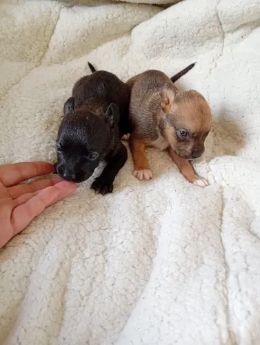 Pinscher fêmeas n0 400 gramas de puro amor