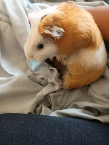 Porquinho da Índia para doação. 