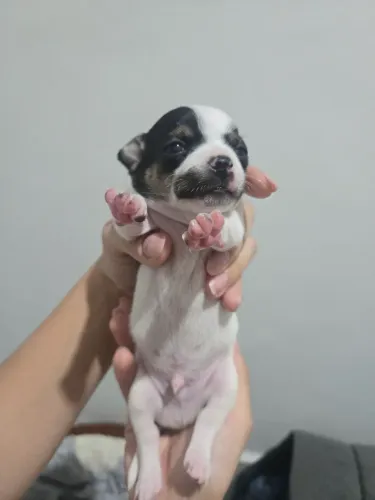 Cachorro Macho Chihuahua