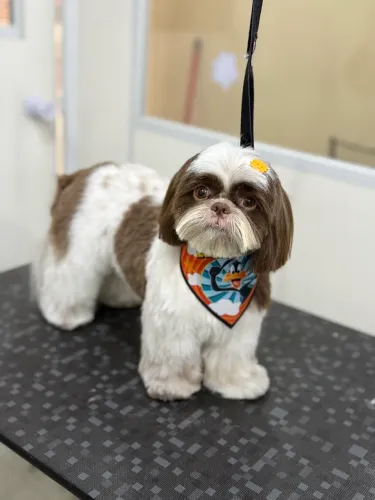 Banho, tosa e/ou táxi pet