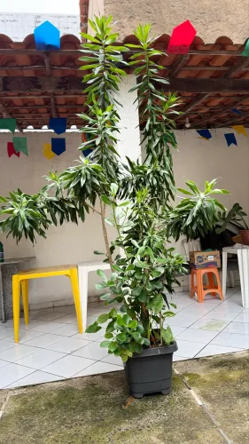 Linda Pleomele Verde Adulta (Grande) + Vaso Misto Completo