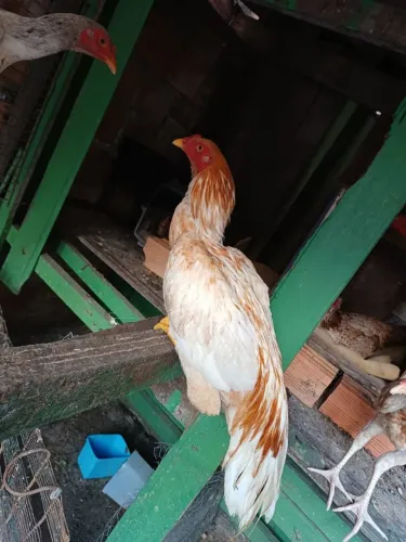 Galo