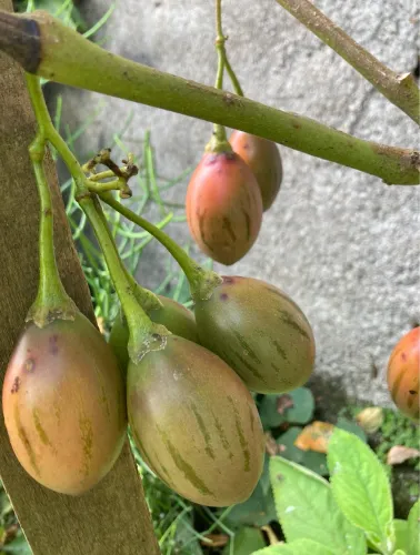 Vendo pé de tomate japonês produzindo.