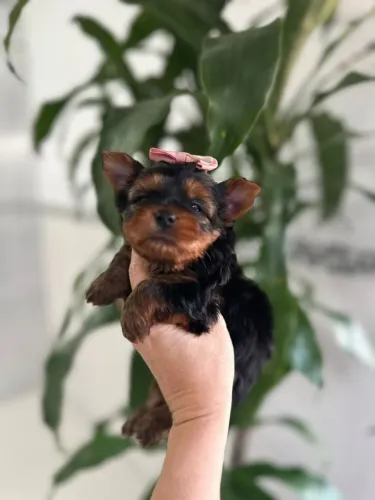Yorkshire Terrier Femea - Uma Bela Menina.