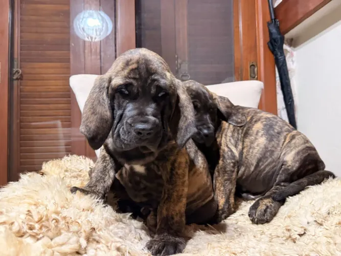 Filhotes de Fila brasileiro