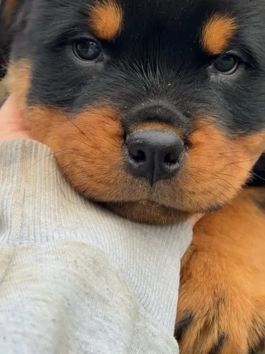 ? Rottweiler ¿ vai transbordar o seu lar de amor 