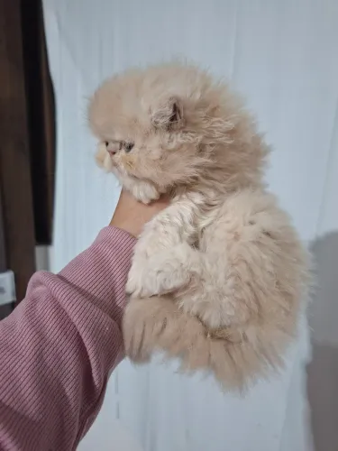 Machinho de gato persa a pronta entrega 