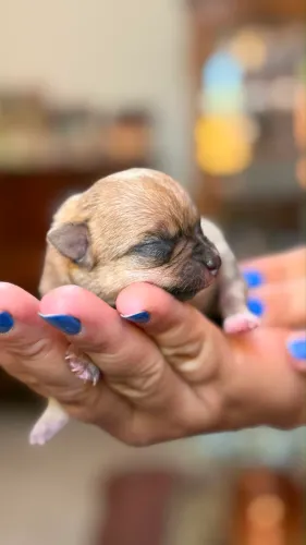 Chihuahua Fêmea e Macho