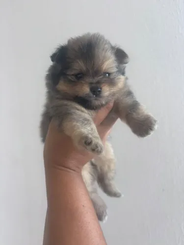 FILHOTE DE SPITZ ALEMÃO MACHO DISPONÍVEL PARA VENDA