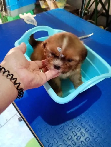 Tenho lindos filhotes Shihtzus  pra venda 