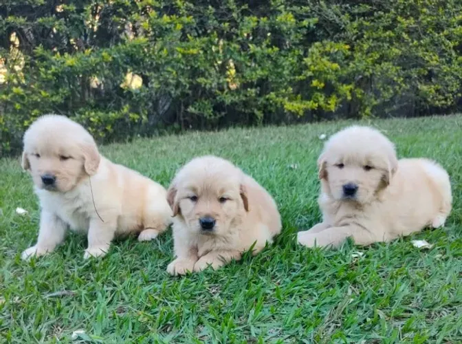 Lindos filhotes Gold Retriever