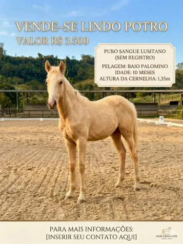 Cavalo