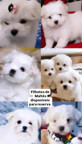 Maltês filhotes