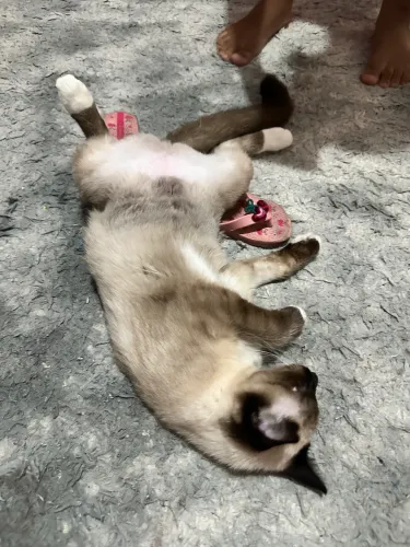 Doa-se duas gatas fêmeas