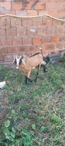 Vende-se Cabra penha R$ 500,00