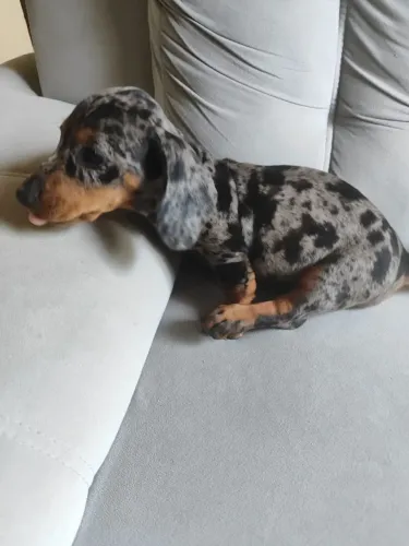Filhotes de Basset dachshund