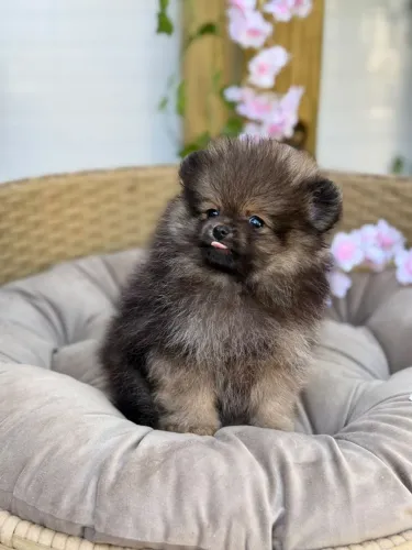 Machinho de Spitz Alemão Anão