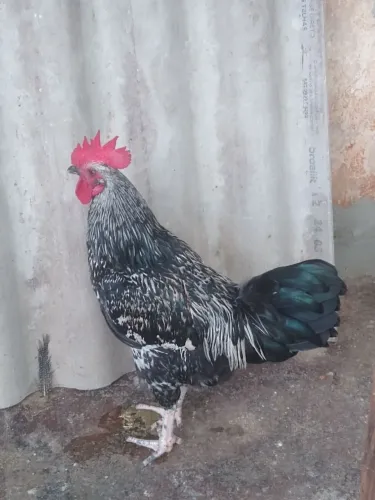 Galo preto e branco jovem