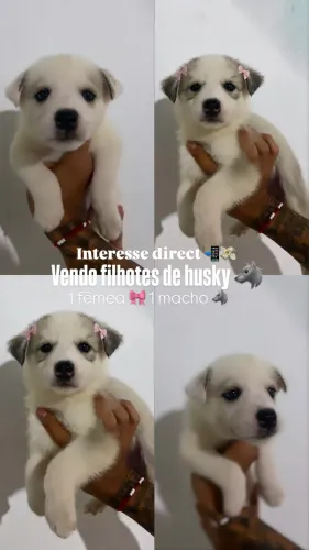 Filhotes de Husky ?