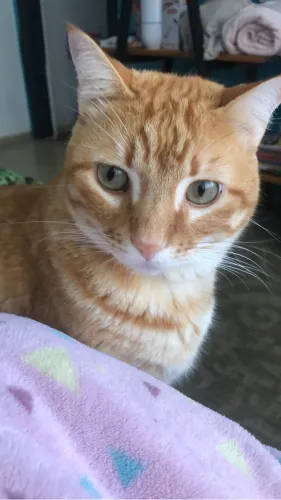 Gato