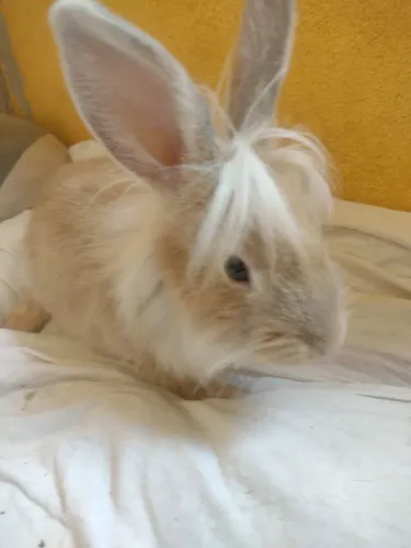 Vendo mini  filhote de coelho raça lion, cabeça de leao