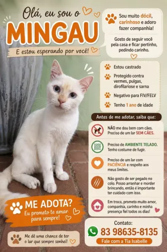 Gatinho castrado para adoção responsável (gato/ pet)