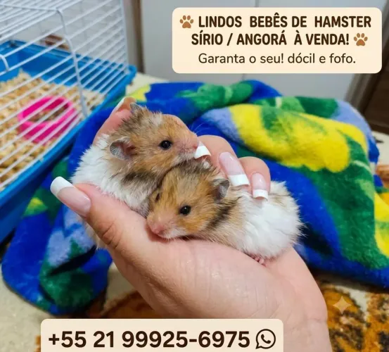 Hamster 
