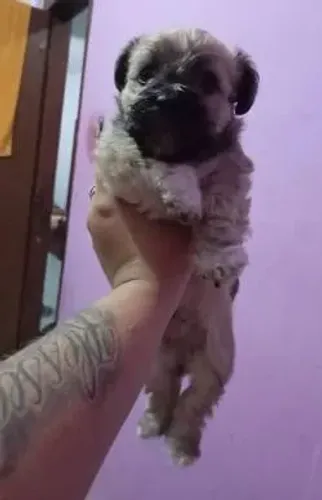 vem que estao bem lindinhos poodle x maltes