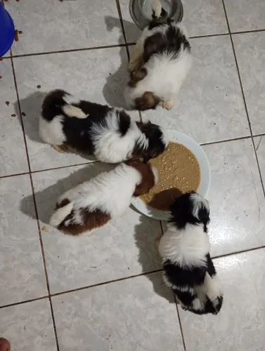 Filhotes de shih Tzu fêmeas a pronta entrega, somos de Mesquita, temos loja física ?