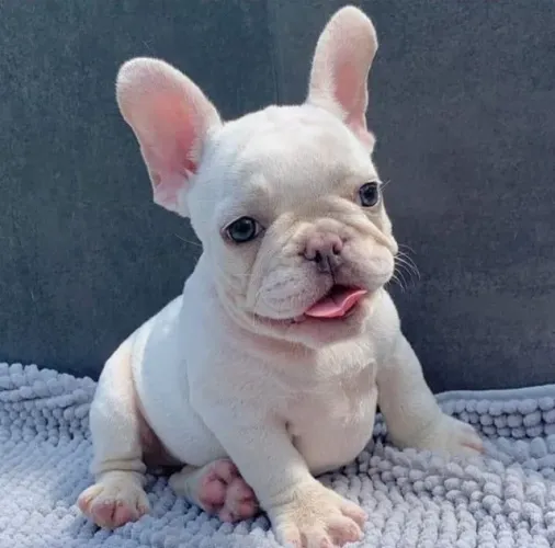 bulldog frances para hoje